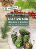 Detail titulu Liečivá sila stromov a plodov: Základy jedlej fytoterapie